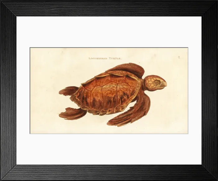 Framed Print : Loggerhead sea turtle, Caretta caretta. Endangered Framed Print : Loggerhead sea turtle, Caretta caretta. Endangered