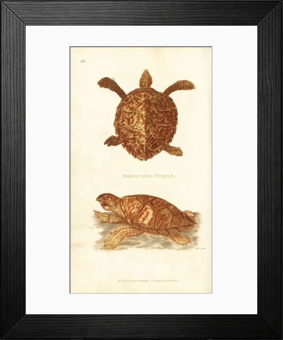 Framed Print : Hawksbill sea turtle, Eretmochelys imbricata Framed Print : Hawksbill sea turtle, Eretmochelys imbricata