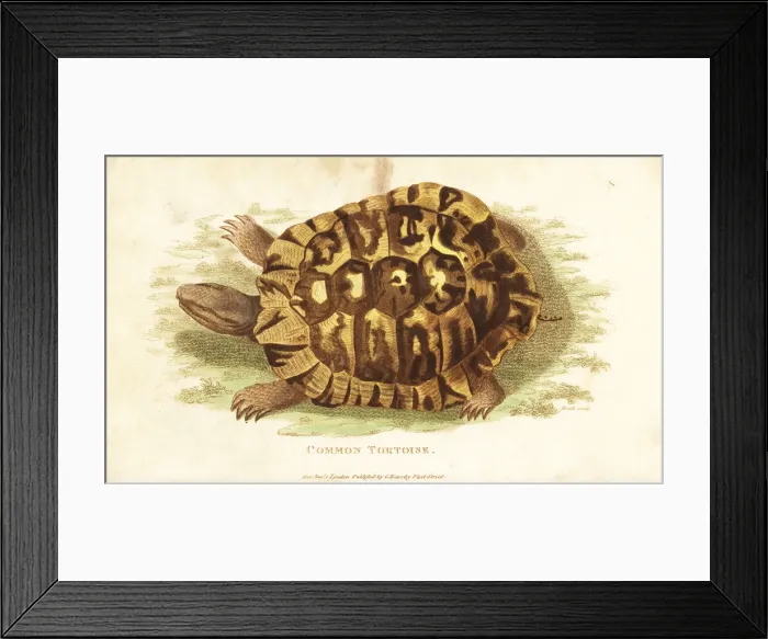 Framed Print : Greek tortoise, Testudo graeca Framed Print : Greek tortoise, Testudo graeca