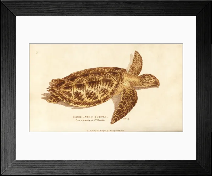 Framed Print : Hawksbill sea turtle, Eretmochelys imbricata Framed Print : Hawksbill sea turtle, Eretmochelys imbricata