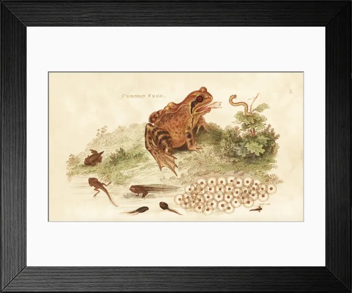Framed Print : Common frog, Rana temporaria Framed Print : Common frog, Rana temporaria