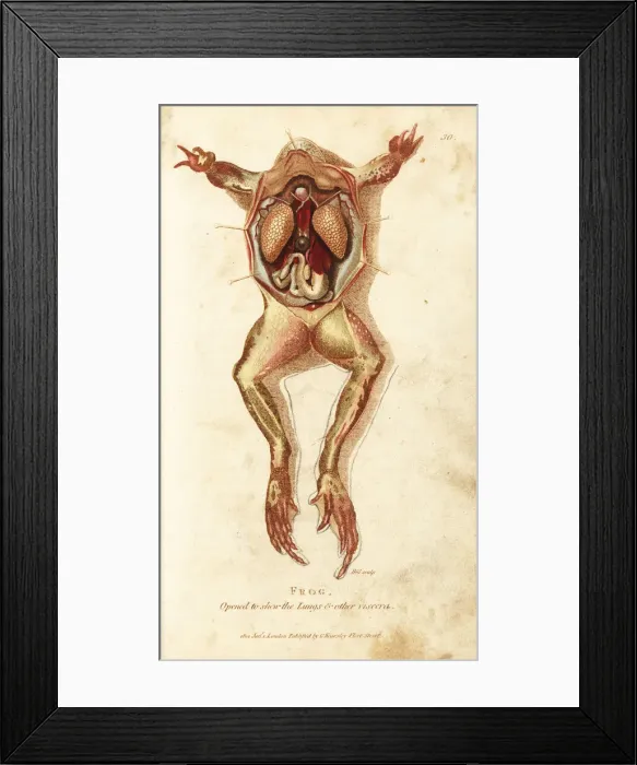 Framed Print : Frog, opened to show the lungs and other viscera Framed Print : Frog, opened to show the lungs and other viscera