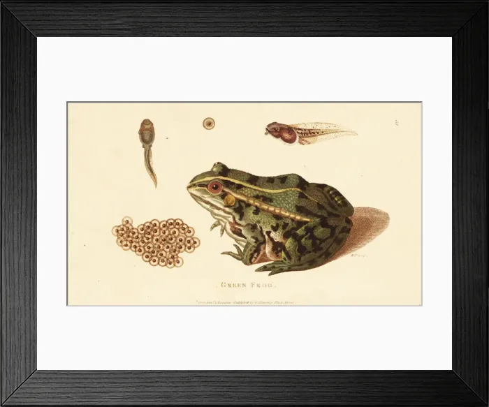Framed Print : Edible frog, Pelophylax esculentus Framed Print : Edible frog, Pelophylax esculentus