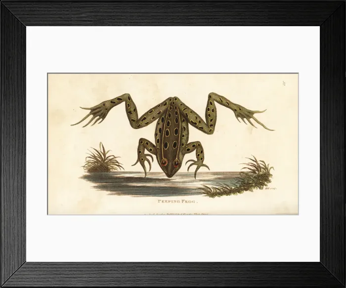 Framed Print : Northern leopard frog, Lithobates pipiens Framed Print : Northern leopard frog, Lithobates pipiens