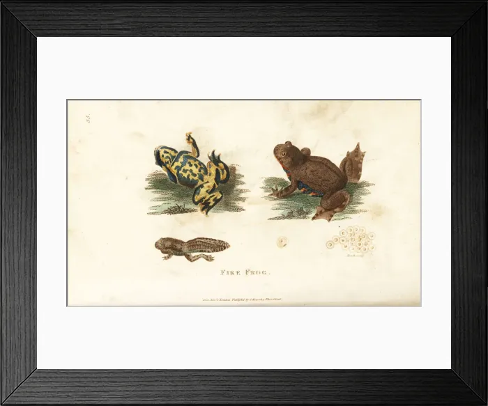 Framed Print : European fire-bellied toad, Bombina bombina Framed Print : European fire-bellied toad, Bombina bombina