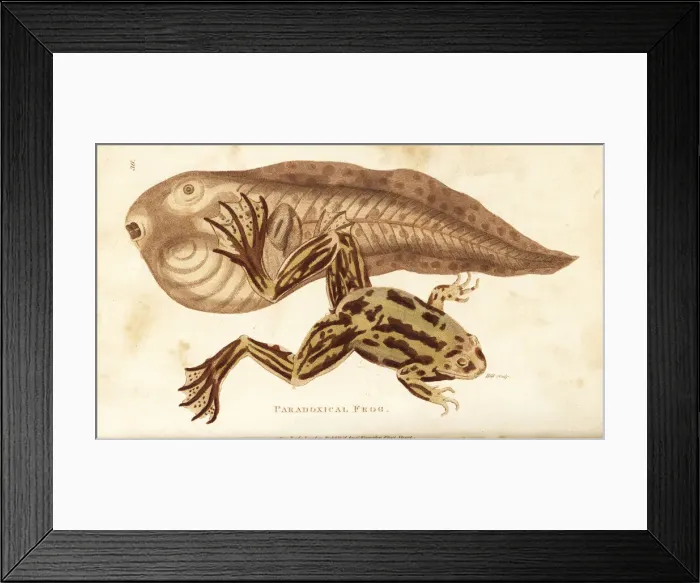 Framed Print : Paradoxical frog, Pseudis paradoxa Framed Print : Paradoxical frog, Pseudis paradoxa