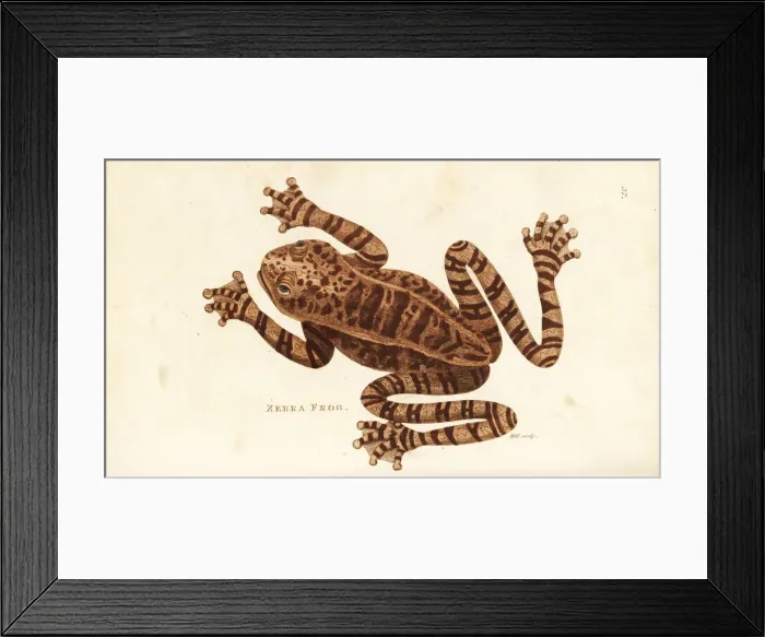 Framed Print : Rusty tree frog, Hypsiboas boans Framed Print : Rusty tree frog, Hypsiboas boans