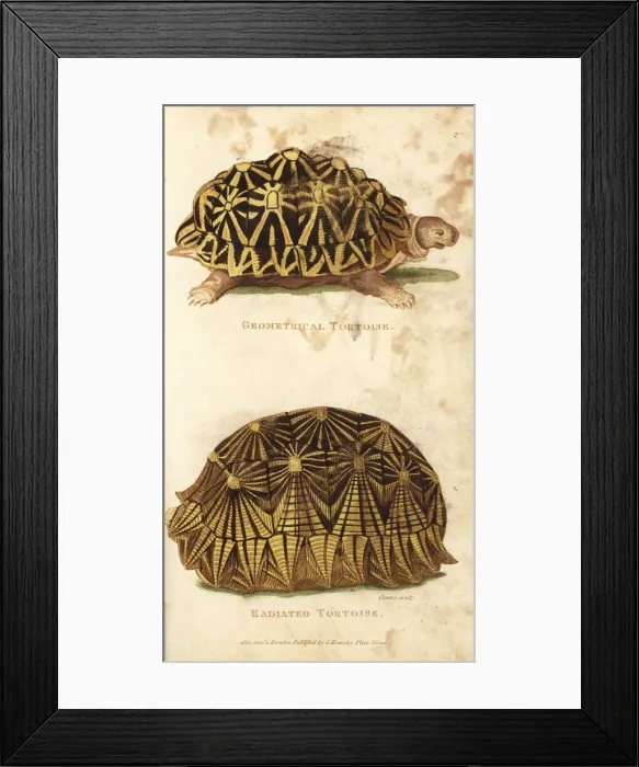 Framed Print : Geometric tortoise and radiated tortoise Framed Print : Geometric tortoise and radiated tortoise