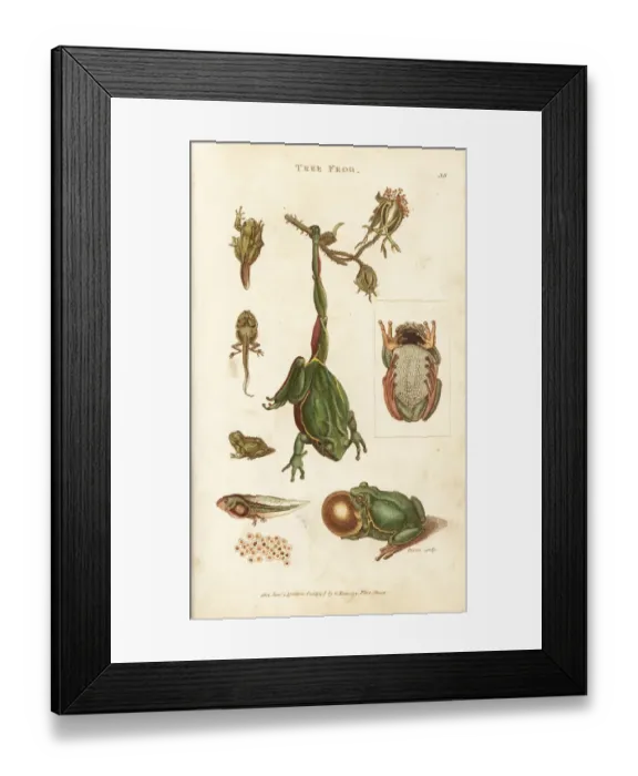 Framed Print : European tree frog, Hyla arborea Framed Print : European tree frog, Hyla arborea