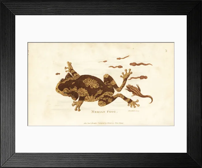 Framed Print : Veined tree frog, Trachycephalus venulosus Framed Print : Veined tree frog, Trachycephalus venulosus