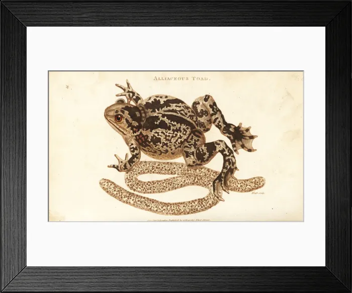 Framed Print : Spadefoot or garlic toad, Pelobates fuscus Framed Print : Spadefoot or garlic toad, Pelobates fuscus