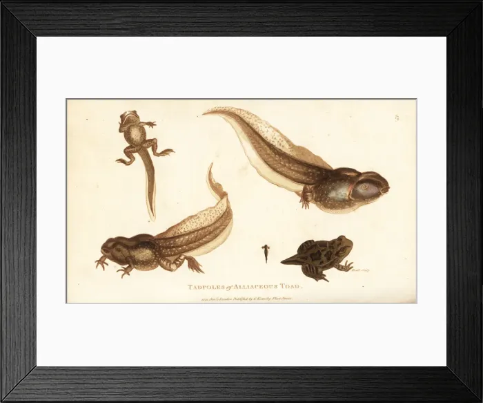 Framed Print : Tadpoles of the spadefoot toad, Pelobates fuscus Framed Print : Tadpoles of the spadefoot toad, Pelobates fuscus