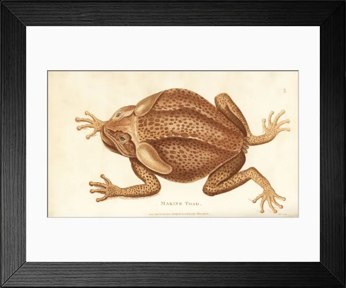 Framed Print : Cane toad, Rhinella marina Framed Print : Cane toad, Rhinella marina