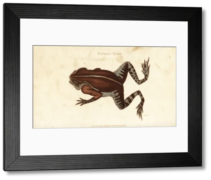 Framed Print : South American common toad, Rhinella margaritifera Framed Print : South American common toad, Rhinella margaritifera