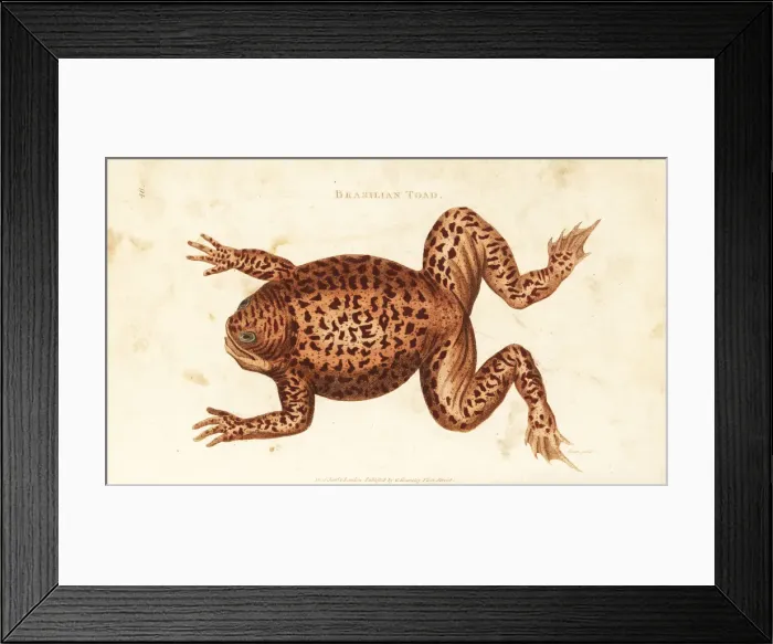Framed Print : Cane toad or marine toad, Rhinella marina Framed Print : Cane toad or marine toad, Rhinella marina