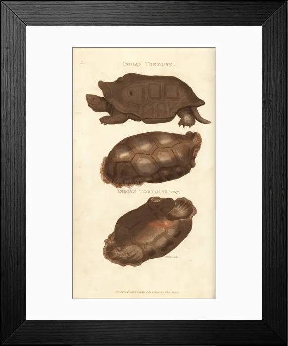 Framed Print : Extinct Reunion giant tortoise and saddle-backed Framed Print : Extinct Reunion giant tortoise and saddle-backed