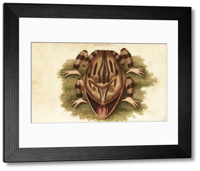 Framed Print : Surinam horned frog, Ceratophrys cornuta Framed Print : Surinam horned frog, Ceratophrys cornuta