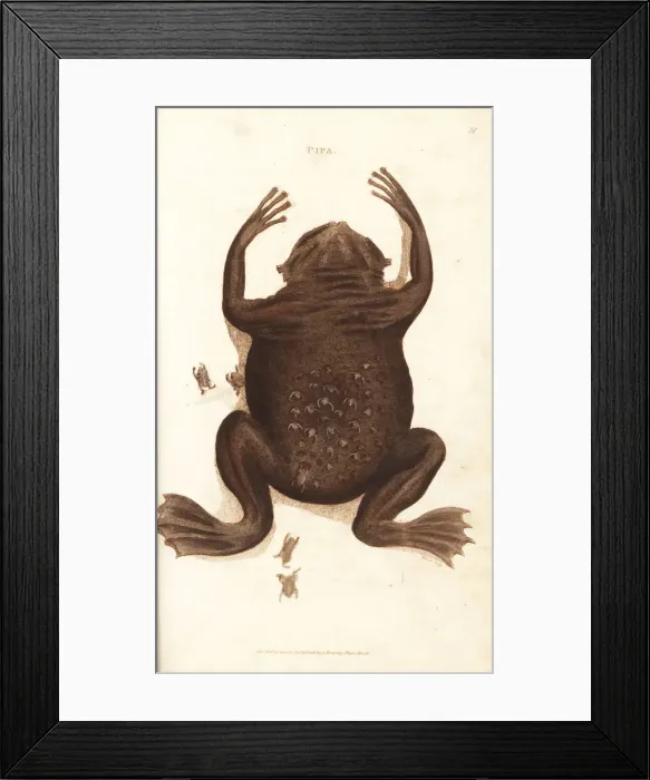 Framed Print : Common Suriname toad or star-fingered toad, Pipa pipa Framed Print : Common Suriname toad or star-fingered toad, Pipa pipa