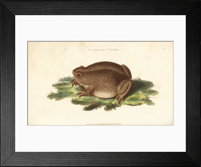 Framed Print : Southern toad, Bufo terrestris Framed Print : Southern toad, Bufo terrestris