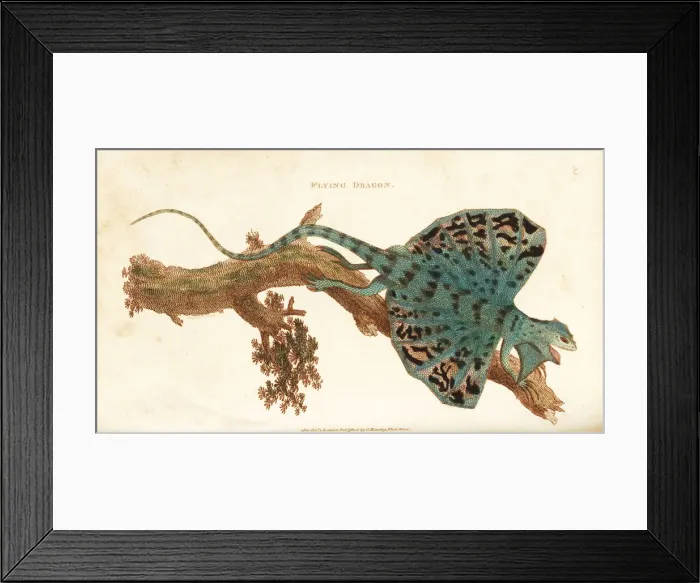 Framed Print : Flying dragon, Draco volans Framed Print : Flying dragon, Draco volans