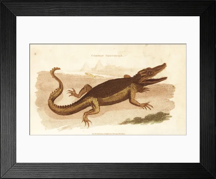 Framed Print : Nile crocodile, Crocodylus niloticus Framed Print : Nile crocodile, Crocodylus niloticus
