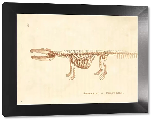 Skeleton of a crocodile, Crocodylus niloticus