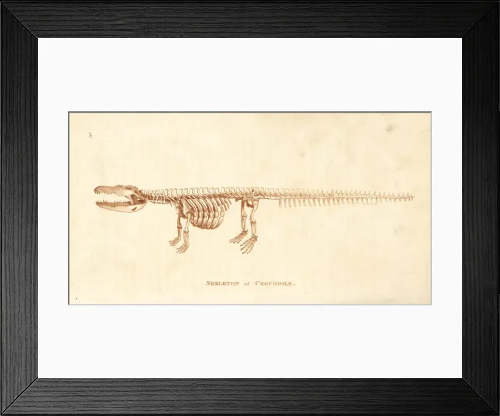 Framed Print : Skeleton of a crocodile, Crocodylus niloticus Framed Print : Skeleton of a crocodile, Crocodylus niloticus
