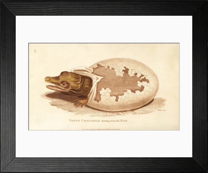 Framed Print : Young crocodile hatching from the egg Framed Print : Young crocodile hatching from the egg