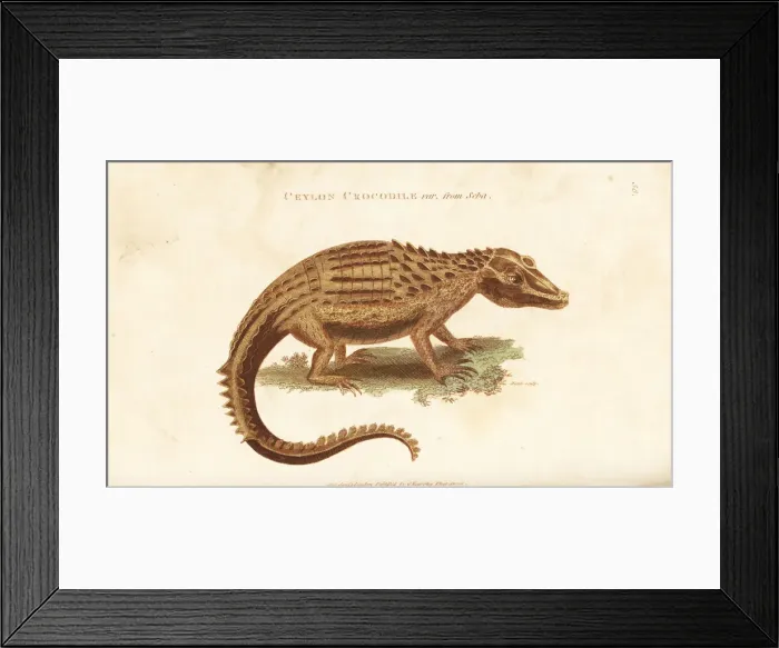 Framed Print : Ceylon crocodile var. from Seba