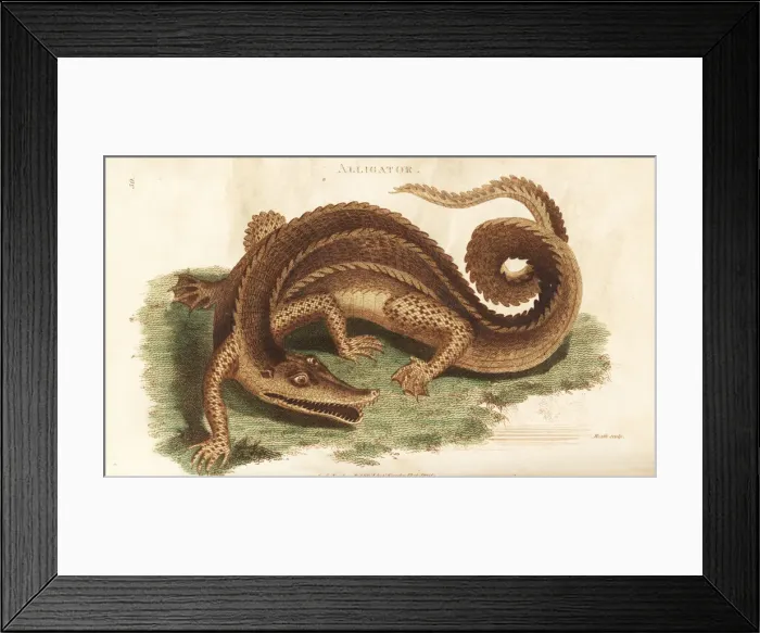 Framed Print : American alligator, Alligator mississippiensis Framed Print : American alligator, Alligator mississippiensis