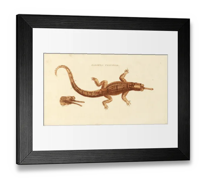 Framed Print : Gharial or gavial, Gavialis gangeticus. Critically Framed Print : Gharial or gavial, Gavialis gangeticus. Critically