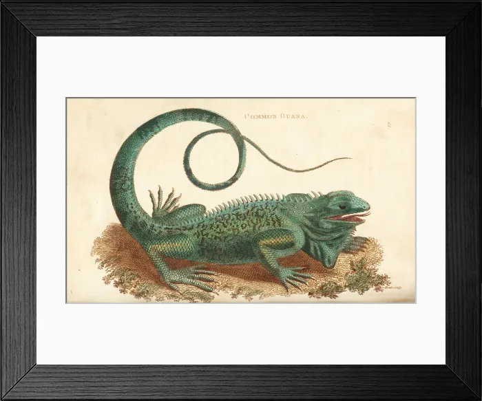 Framed Print : Green iguana, Iguana iguana Framed Print : Green iguana, Iguana iguana