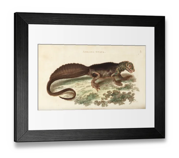 Framed Print : Amboina sailfin lizard, Hydrosaurus amboinensis Framed Print : Amboina sailfin lizard, Hydrosaurus amboinensis