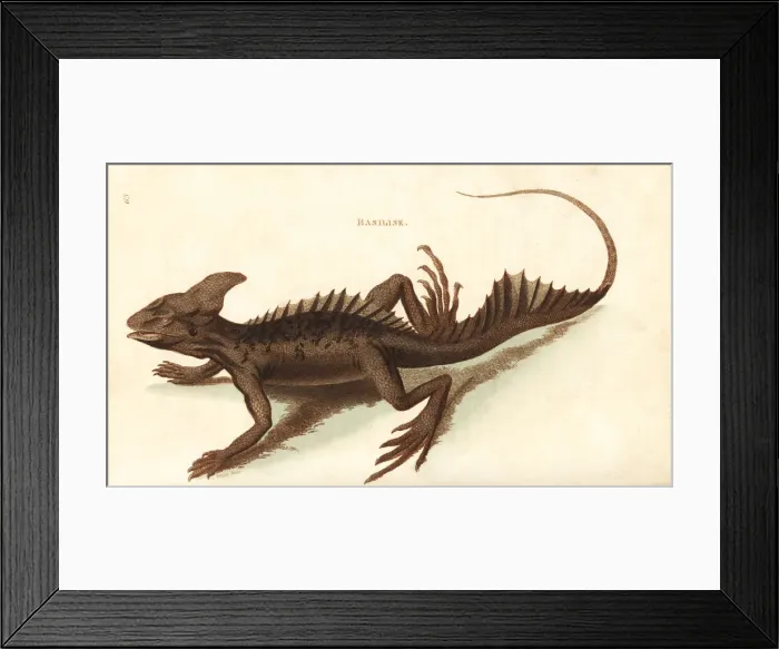 Framed Print : Common basilisk, Basiliscus basiliscus Framed Print : Common basilisk, Basiliscus basiliscus
