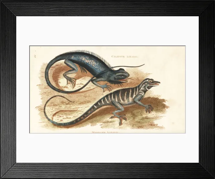 Framed Print : Common green forest lizard and many-colored bush anole Framed Print : Common green forest lizard and many-colored bush anole