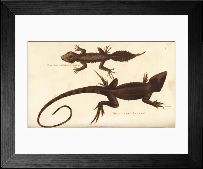 Framed Print : Broad-tailed gecko and jacky lashtail lizard Framed Print : Broad-tailed gecko and jacky lashtail lizard