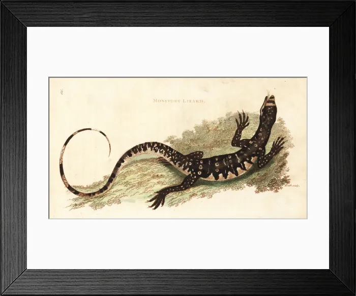 Framed Print : Lace monitor or lace goanna, Varanus varius Framed Print : Lace monitor or lace goanna, Varanus varius