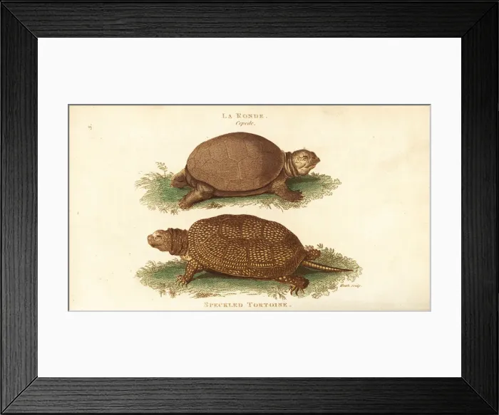 Framed Print : European pond turtle, Emys orbicularis Framed Print : European pond turtle, Emys orbicularis
