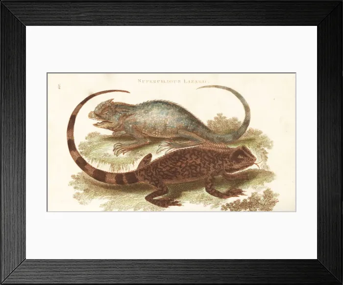 Framed Print : Diving lizard and hump-nosed lizard Framed Print : Diving lizard and hump-nosed lizard