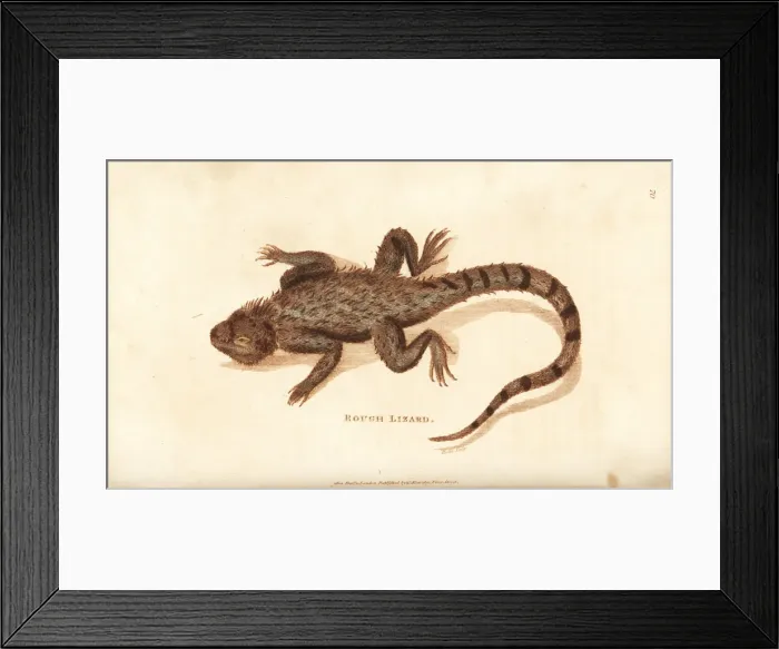 Framed Print : Starred agama, Stellagama stellio Framed Print : Starred agama, Stellagama stellio