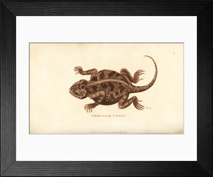 Framed Print : Mountain horned lizard, Phrynosoma orbiculare Framed Print : Mountain horned lizard, Phrynosoma orbiculare
