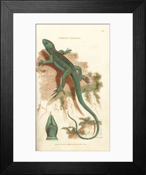 Framed Print : Sand lizard, Lacerta agilis Framed Print : Sand lizard, Lacerta agilis