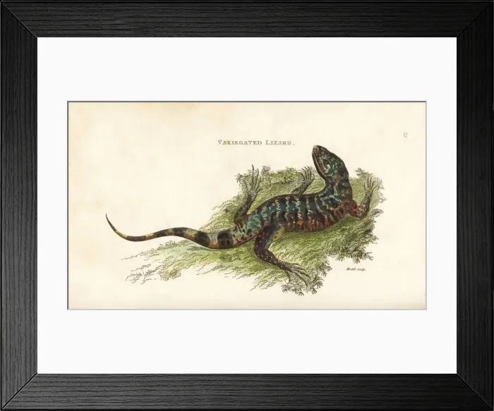 Framed Print : Gold tegu, Tupinambis teguixin Framed Print : Gold tegu, Tupinambis teguixin