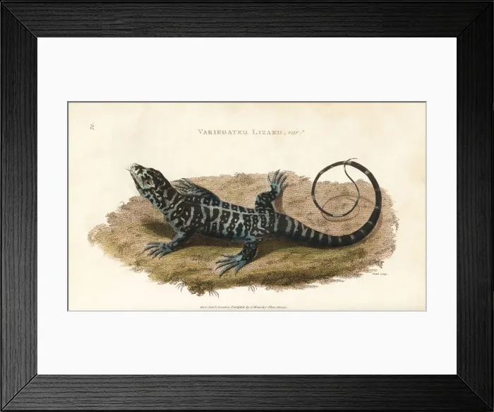 Framed Print : Black and white tegu, Tupinambis merianea Framed Print : Black and white tegu, Tupinambis merianea