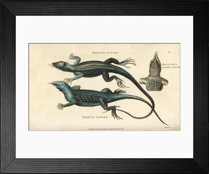 Framed Print : Rainbow whiptail lizard and giant ameiva lizard Framed Print : Rainbow whiptail lizard and giant ameiva lizard
