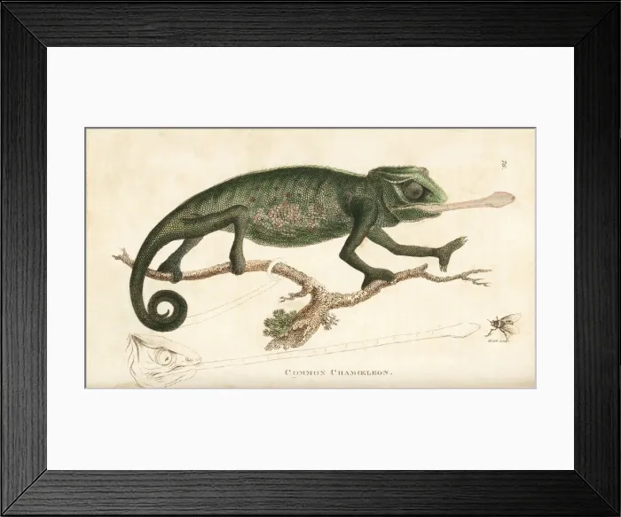 Framed Print : Chameleon, Chamaeleo chamaeleon Framed Print : Chameleon, Chamaeleo chamaeleon