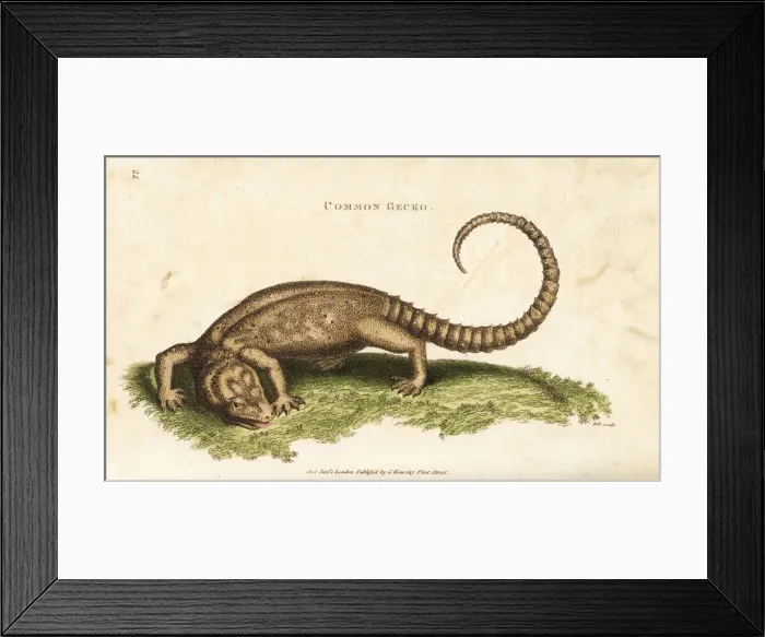 Framed Print : Tokay gecko, Gekko gecko Framed Print : Tokay gecko, Gekko gecko