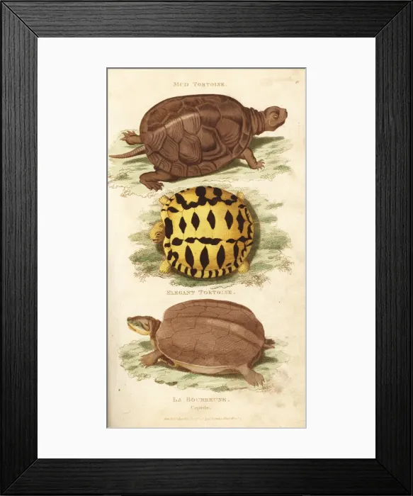Framed Print : European pond turtle and Indian star tortoise Framed Print : European pond turtle and Indian star tortoise