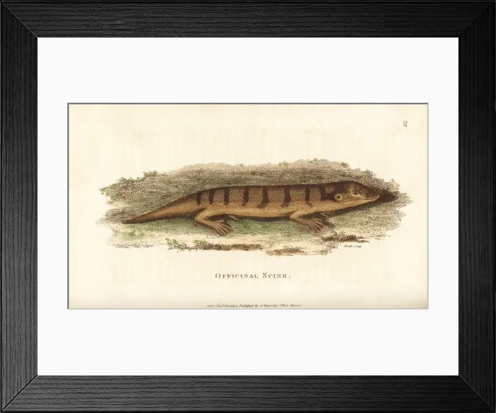 Framed Print : Sandfish skink, Scincus scincus Framed Print : Sandfish skink, Scincus scincus