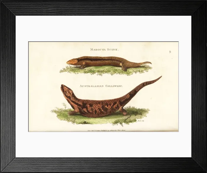 Framed Print : Greater Martinique skink and extinct galliwasp Framed Print : Greater Martinique skink and extinct galliwasp